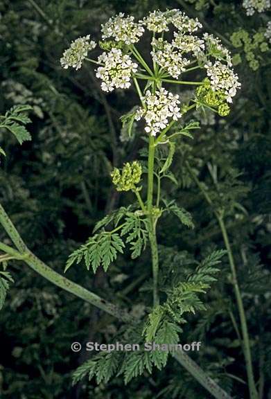 conium maculatum 1 graphic